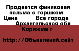 Продается финиковая пальма с горшком › Цена ­ 600 - Все города  »    . Архангельская обл.,Коряжма г.